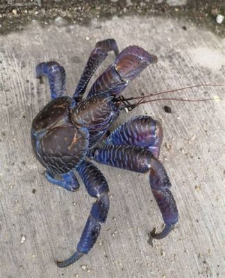  Anomuro: Un'intrigante creatura dal guscio duro che ama la danza del mare profondo!