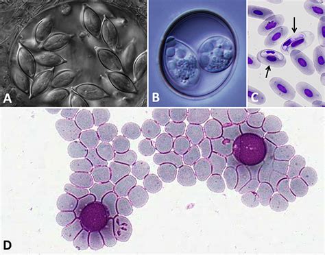  Apicomplexo: Un Parassita Microscopico Con Una Fame Insaziabile per le Cellule!