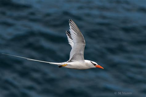  Becco Rosso: Un uccello dalle ali blu e un cuore che batte al ritmo del cielo!