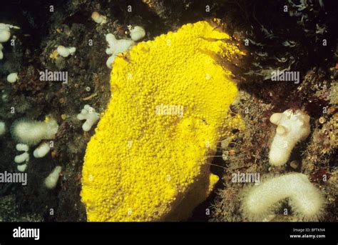  Cliona celata: Una Spugna che Sciama sulle Rocce Costiere come un Fantasma Marino!