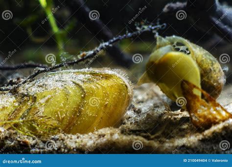  Dosinia! Il Mollusco Bivalve Che Si Nasconde Nella Sabbia Con Un Talento Nascosto