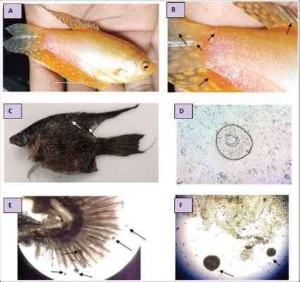  _Ichthyophthirius multifiliis_: An Aquatic Parasite That Makes Fish Wish They Were Land Mammals!