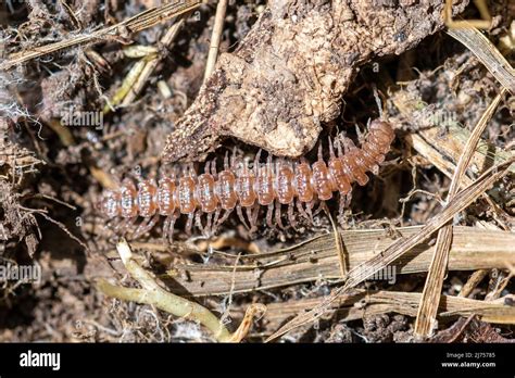  Polydesmus! Una creatura dal corpo incredibile che ti farà desiderare di scavare nel terreno umido