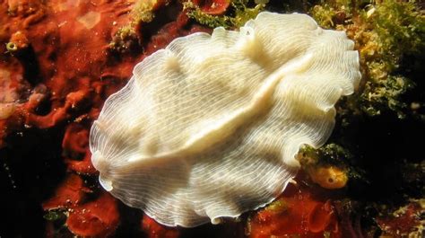  Turbellaria Trigonopsis! A Tiny Flatworm That Lives an Unexpectedly Exciting Life