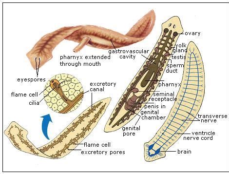  Westhioplana: Un verme piatto che ama i pesci e i loro intrecci intestinali!