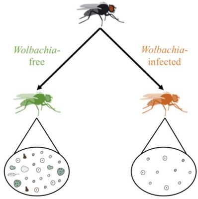  Wolbachia! Un parassita intracellulare che manipola i suoi ospiti con una maestria quasi sovrannaturale