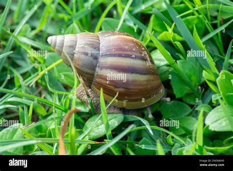  Achatina fulica: Una creatura terrestre dalle spire sorprendenti che conquista i giardini di tutto il mondo!