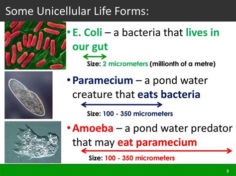  Arcella! Un'antica creatura unicellulare che si muove come una lumaca ma mangia come un predatore