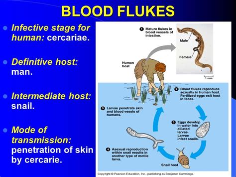  Blood Fluke: This Tiny Terror Thrives Where the Oxygen Runs Thin!