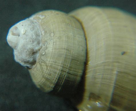  Buccinum: Un Gastropode che Conquisterà il tuo Cuore con la sua Eleganza e la sua Abilità di Scavare nelle Sabbie del Fondale Marino!