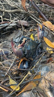  Elasmopus! Un piccolo crostaceo che sfreccia tra le maree basse e i granchi giganti