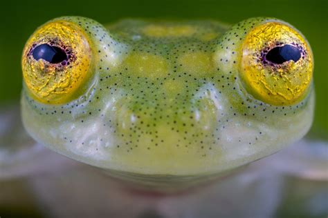  Glass Frog: Discover This Miniature Wonder With Transparent Skin that Lets You See its Beating Heart!