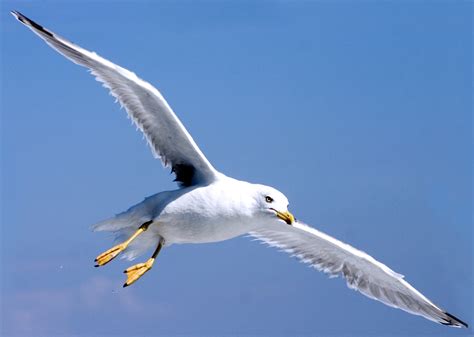 Il Gabbiano! Un uccello marino dalla piuma bianca candida e dal volo elegante che domina le coste con il suo grido penetrante.