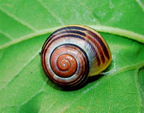 Isole (Snails) con guscio a spirale: Scopri il mondo affascinante di questi piccoli gastropodi!