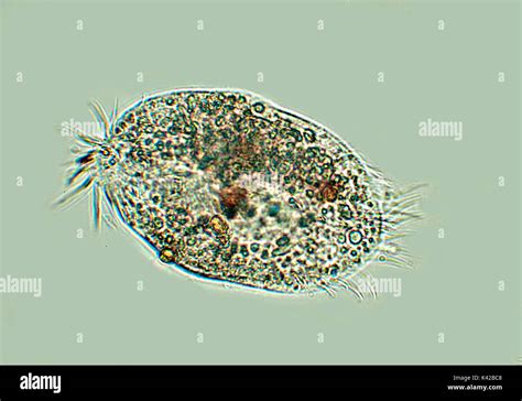  Keratella! Un Ciliato Microscopico Con Una Danza Infinita di Ciglia