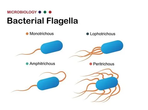  Kickxellidae: Un piccolo gigante del mondo microscopico che sfida la gravità con le sue flagelle!