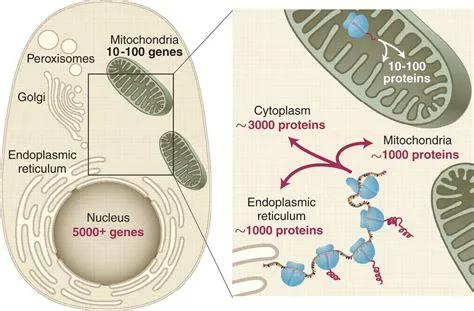  Mitochondrion: Un'Incredibile Macchina Vivente Che Si Nuove Per Sempre!