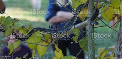 Natrix Natrix:  Un serpente che si arrampica sugli alberi e fa il bagno nella sabbia!