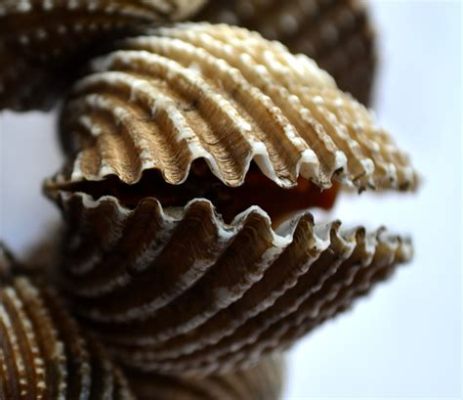 Ostriche! Un mollusco bivalve dal guscio duro e l'insolito talento di attaccarsi alle rocce.