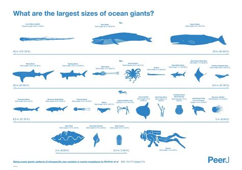  Quasites: Un piccolo gigante del mondo marino che vibra con la vita!