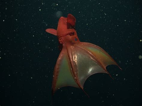  Vampire Squid: An Ancient Deep-Sea Dweller with Bioluminescent Fireworks!