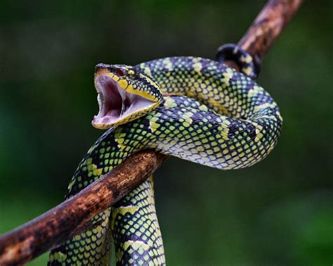  Wagler's Pit Viper: Discover This Elusive Reptile With a Remarkable Camouflage Ability!