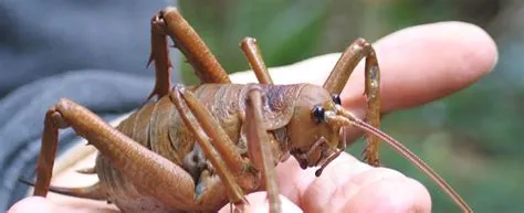  Weta! This Remarkably Large Insect Embraces Nocturnal Habits and Thrives in Harsh Environments