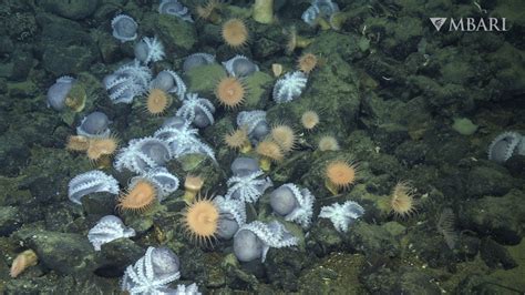  Xenia: Un affascinante polpo di mare dal corpo a forma di ombrello che ospita una colonia di minuscoli polipi!