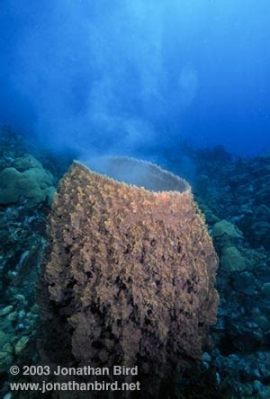  Yellow Barrel Sponge: A Deep-Sea Wonder With Walls That Breathe!