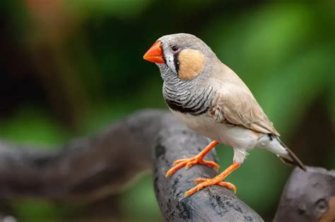  Zebra Finch: Un uccellino dal canto melodioso con un carattere sorprendentemente indipendente!